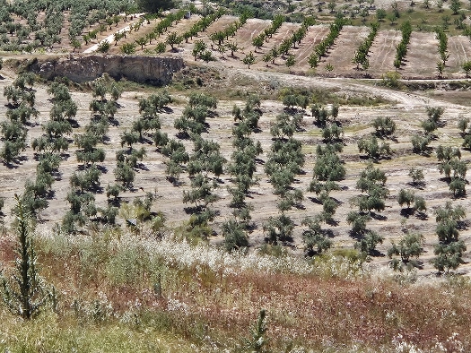 Olivenbäume soweit das Auge reicht