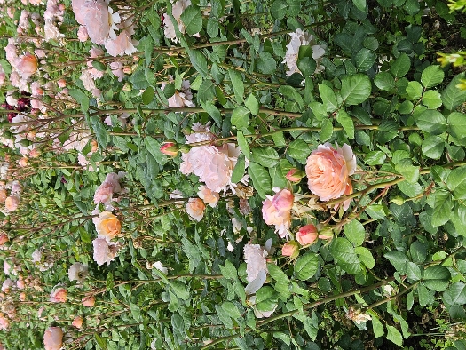 Jardines del Partal Alto de la Alhambra