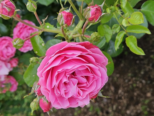 Jardines del Partal Alto de la Alhambra