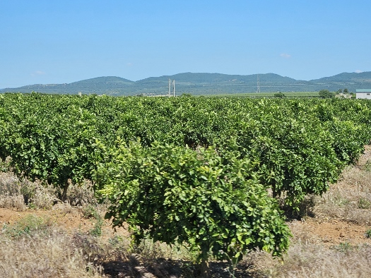 Noch mehr Orangenbäume