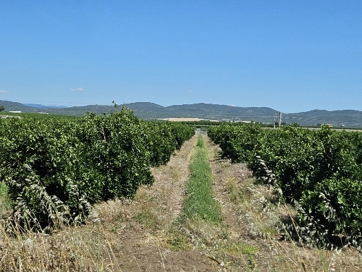 Noch mehr Orangenbäume