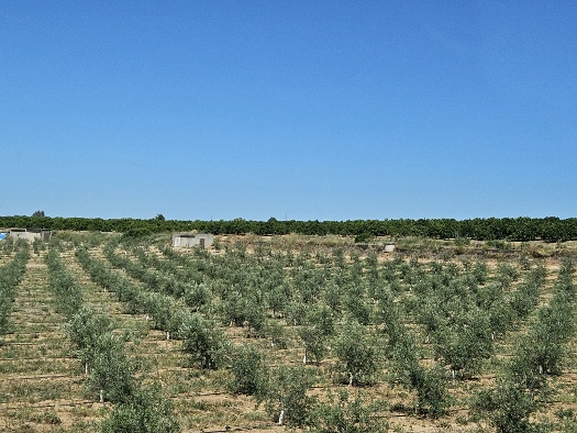Olivenbäume soweit das Auge reicht