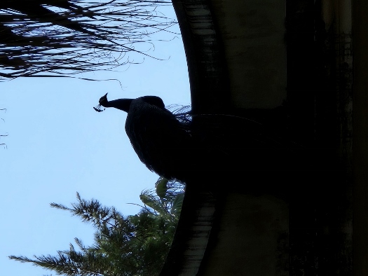 Im Garten des Königspalastes