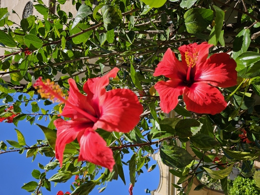 Im Garten des Königspalastes