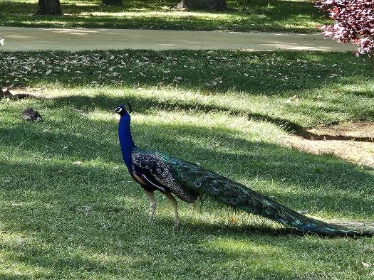 Im Garten des Königspalastes