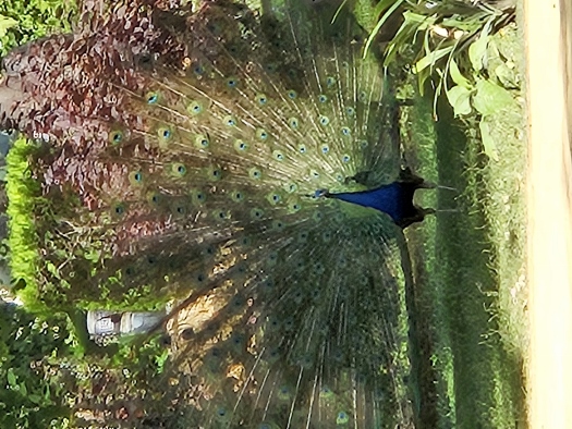 Im Garten des Königspalastes