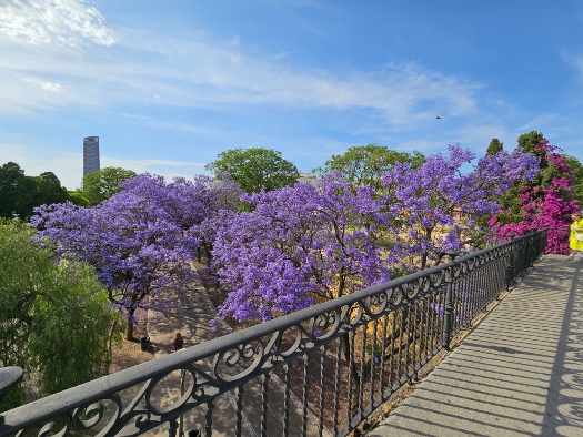 Jacaranda in voller Blüte