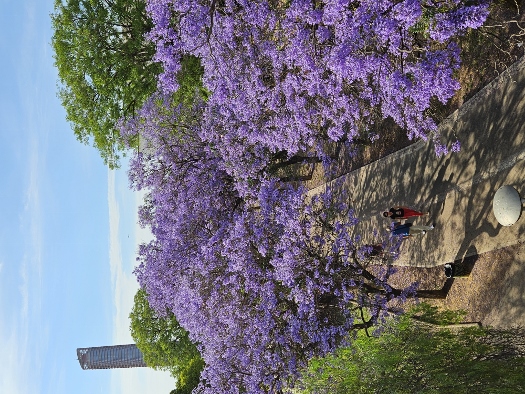 Jacaranda in voller Blüte