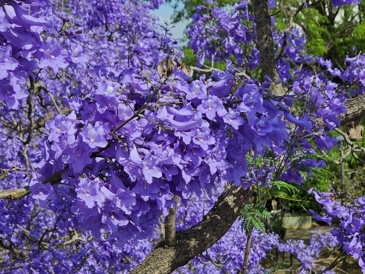 Jacaranda in voller Blüte