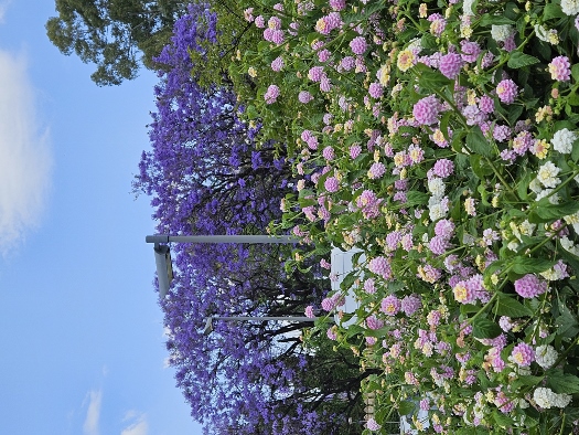 Jacaranda und andere bunte Gewächse