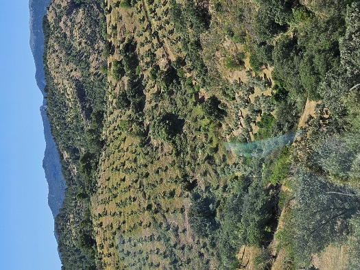 Sierra de las Nieves