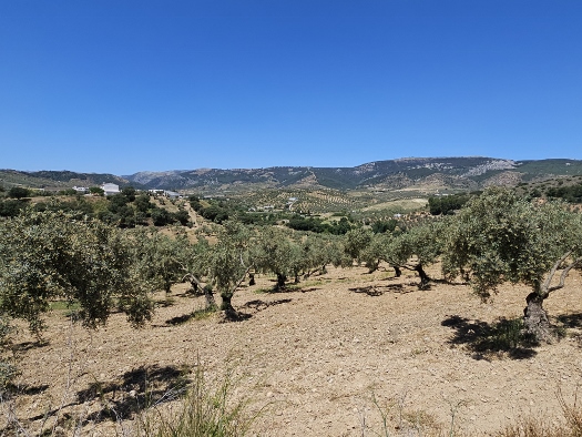 Sierra de las Nieves