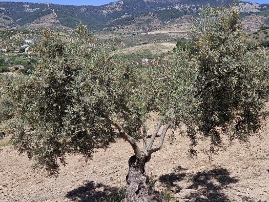 Sierra de las Nieves