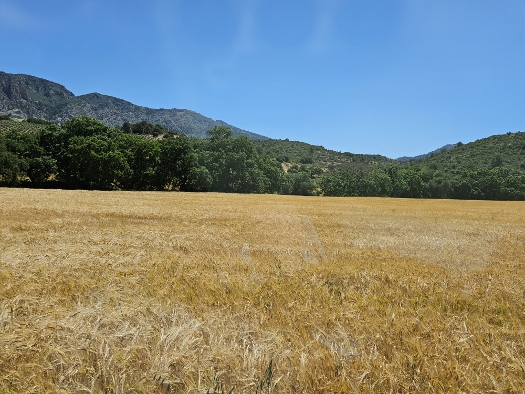 Sierra de las Nieves