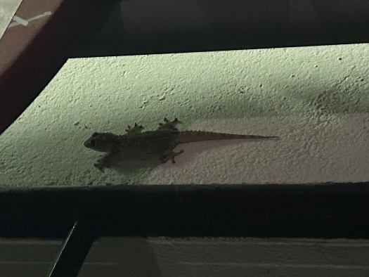 Kleine Mauerbewohner überall