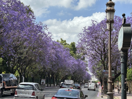 Jacaranda in voller Blüte