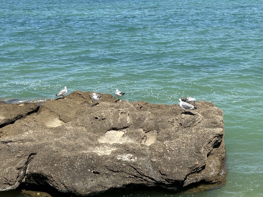 Andalusische Tierwelt