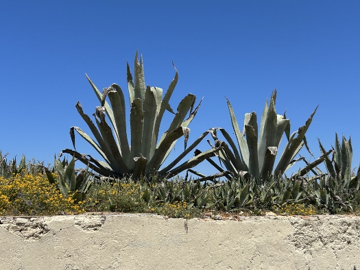 Andalusische Vegetation