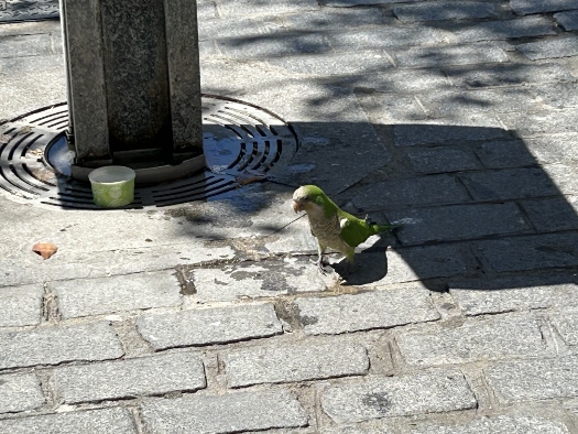 Andalusische Tierwelt