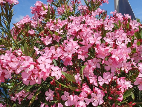 Amorgos - Egialli - Wild Flowers