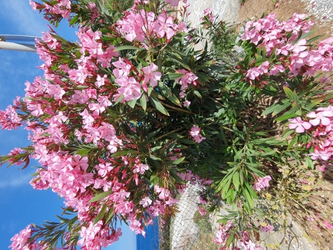 Amorgos - Egialli - Wildflowers