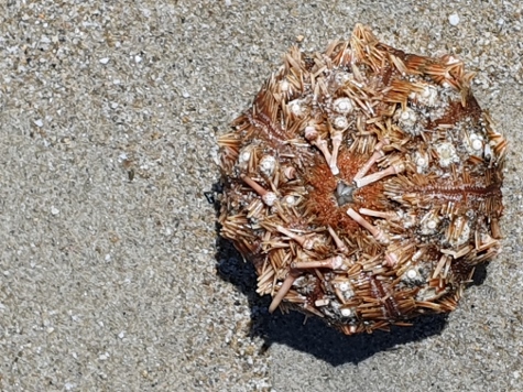 Amorgos - Egialli - Fundsache