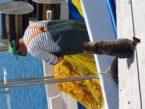 Amorgos - Egialli - Warten auf`s Essen