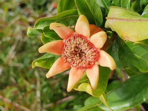 Amorgos - Egialli - Wildflowers
