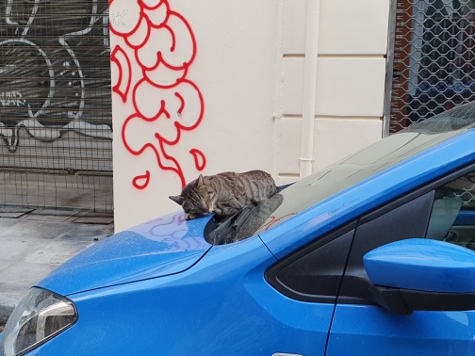 Athen - Stillleben mit Katze