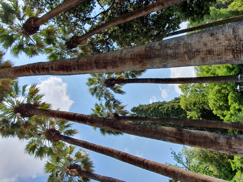 Athen - Ethnikòs Kìpos (Nationalgarten)