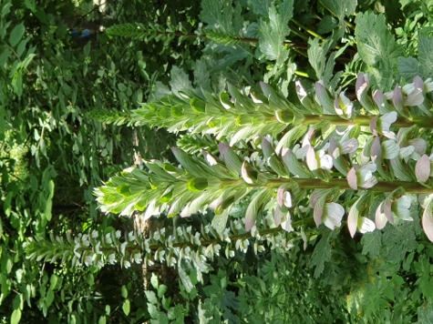 Athen - Ethnikòs Kìpos (Nationalgarten)