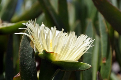 Santorini - The Flowers of Santorini