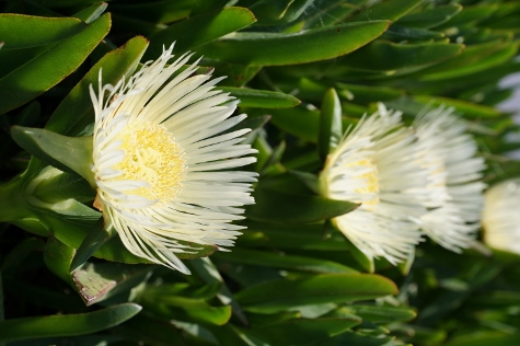 Santorini - The Flowers of Santorini