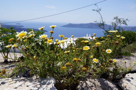 Santorini - The Flowers of Santorini