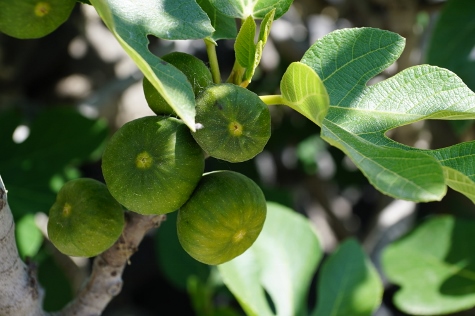 Santorini - The Flowers of Santorini