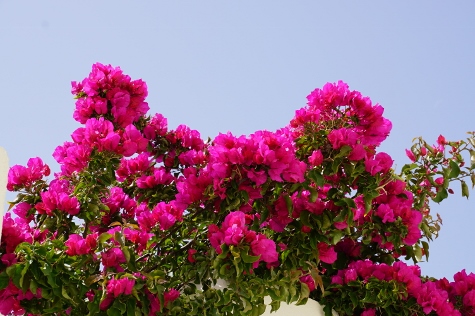 Santorini - The Flowers of Santorini