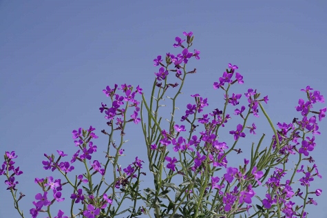 Santorini - The Flowers of Santorini