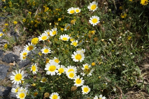 Santorini - The Flowers of Santorini