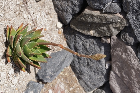 Santorini - Oia - Überlebenskünstler