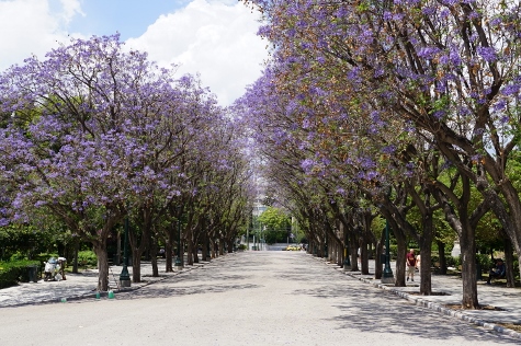 Athen - Ethnikòs Kìpos (Nationalgarten)