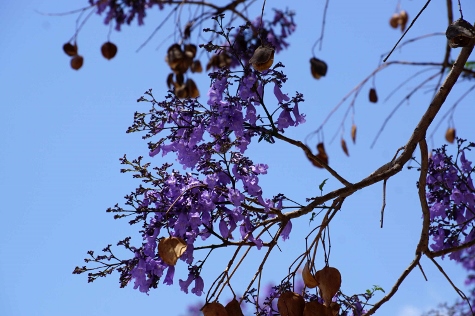 Athen - Ethnikòs Kìpos (Nationalgarten)