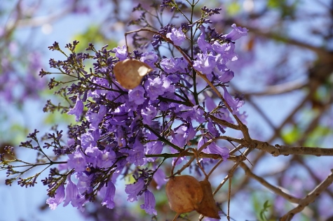 Athen - Ethnikòs Kìpos (Nationalgarten)
