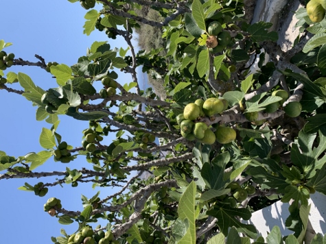 Santorini - The Flowers of Santorini
