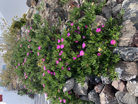 Santorini - The Flowers of Santorini