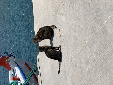 Amorgos - Egialli - Warten auf`s Essen