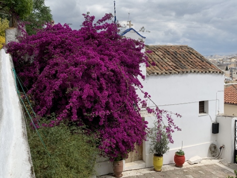 Athen - Junge Blüten und alte Steine