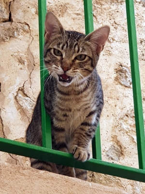 Sóller / Port de Sóller