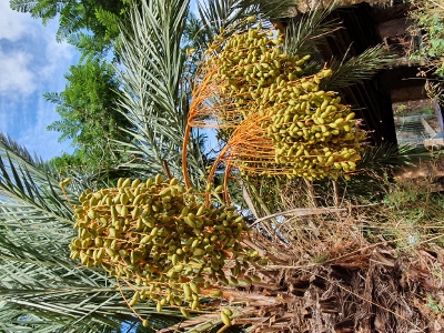 Sóller / Port de Sóller