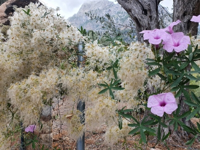 Sóller / Port de Sóller