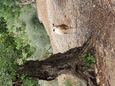 Sóller / Port de Sóller